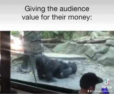 Bungle in the jungle!