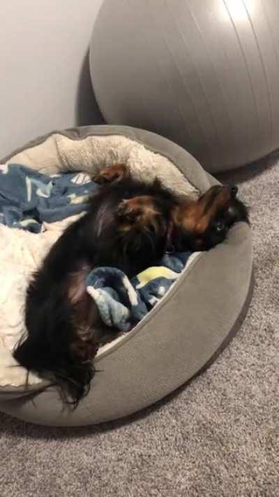 When Lucy wants my attention she pretends to be possessed 😈