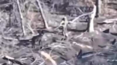 Russian donkey refusing to advance despite driver efforts