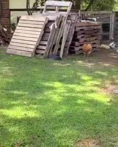 A dog and a chicken playing tag