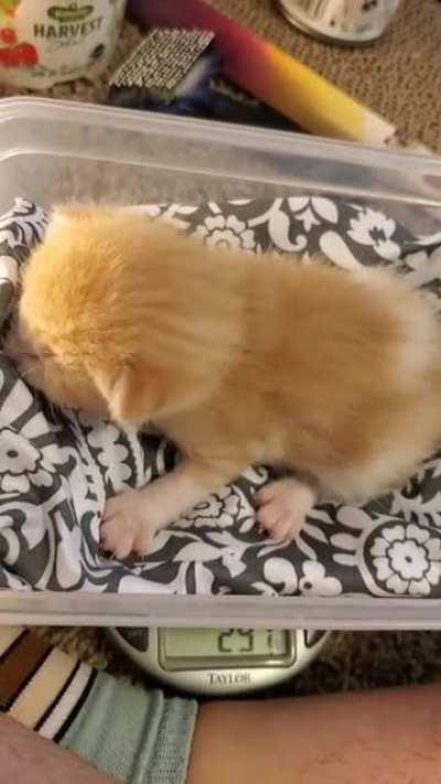 FAKE Eleanor, only has one volume, that's yell at the top her lungs.