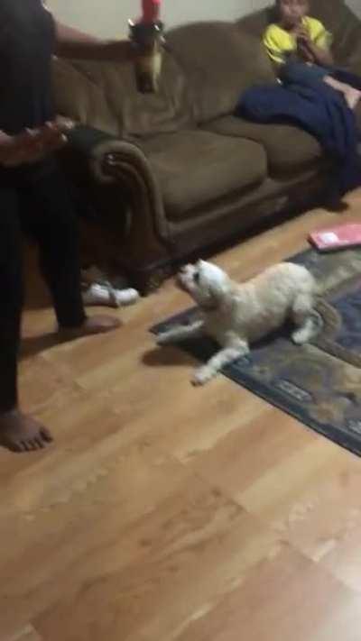 My dog goin a little wild