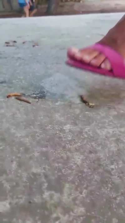 Italian girl crush worms