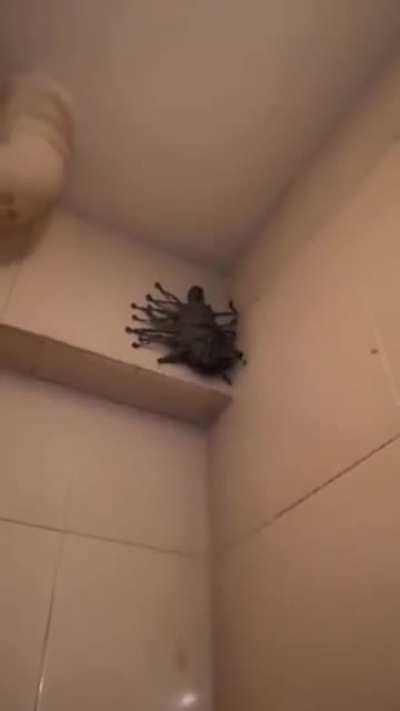 Nope, time to move to a different dimension. What even is this..