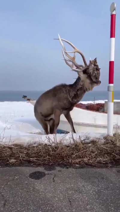 Aftermath of a deer fight