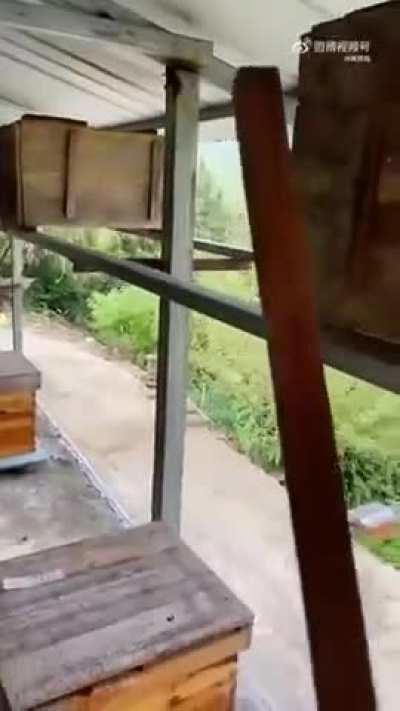 The beekeeper shielding his colony from hornet attacks