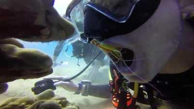 Cleaner Shrimp Cleans Diver's Mouth