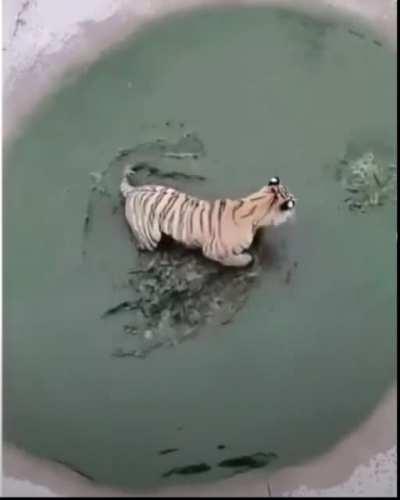 This duck chooses to live life on the edge