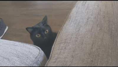 Pepper is ready to strike!