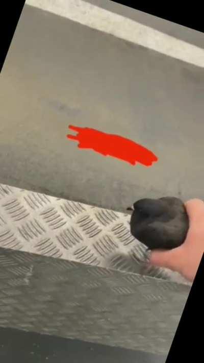 Pigeon (1) added to inventory