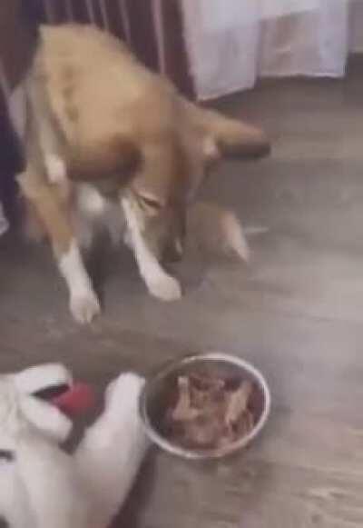 Dogs Trust their Fake Furry Friends