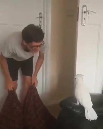 When Cockatiel Human disappear