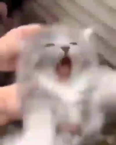*screaming cat *