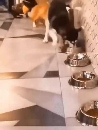 Not your average doggo