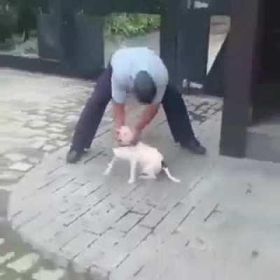 Cachorro fia da puta