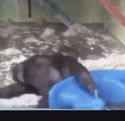 NOOOOOO MONKEY FAT 😭😭😭😭😭