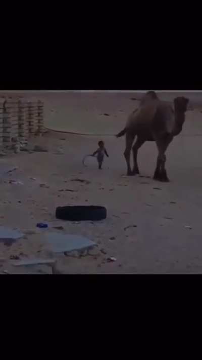 Duck or Human pls don't mess with these creatures