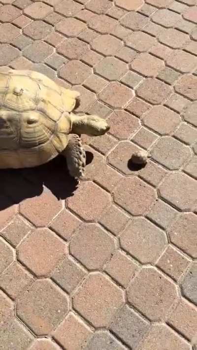 16 year old Tortoise Mom and her 1 month old baby.