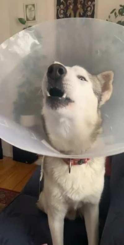 Poor boy is not happy about his cone