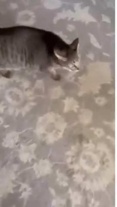 Returning home after petting another cat