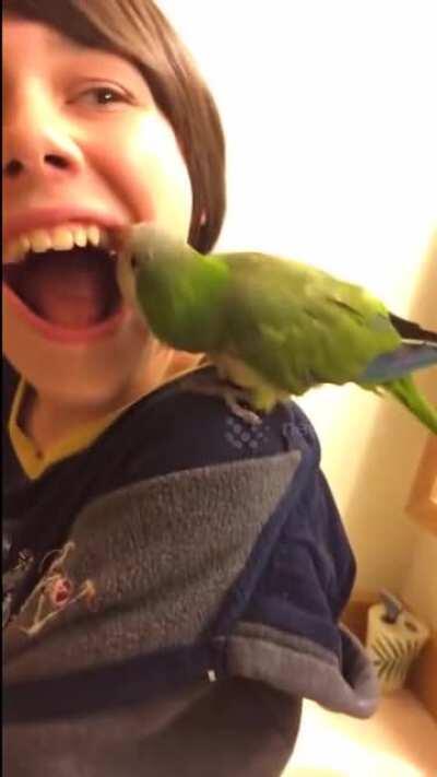 Dentist bird pulls boy's tooth