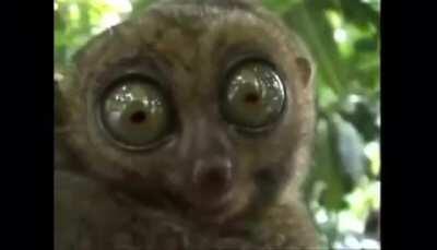 Those eyes... (with sound)