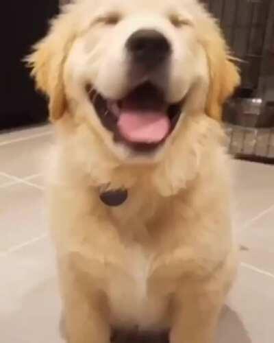 Dogs bevore and after being called a good boy