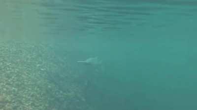 American paddlefish are among the largest and longest-lived freshwater fishes in North America, the largest one on record weighing in at 164 pounds. Paddlefish have a long fossil record which dates their first appearance to approximately 125 million years