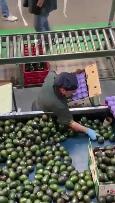 Speedy fruit packing