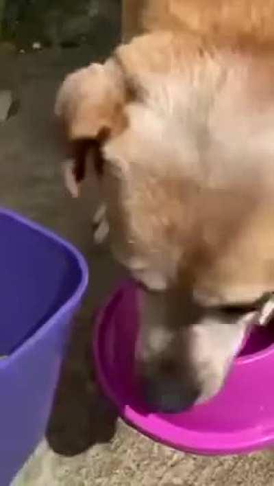 Just when you thought stray dogs weren’t safe.