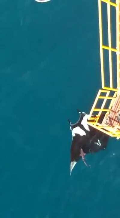 Huge oceanic Manta Ray spotted near Trinidad ( sharks for scale )