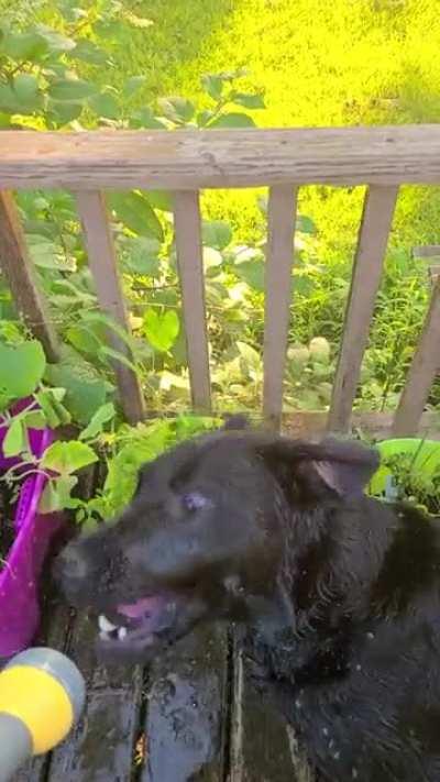 Apollo is usually just a goofy boy. Usually.