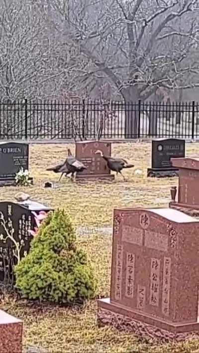 Why do turkeys circle the grave?