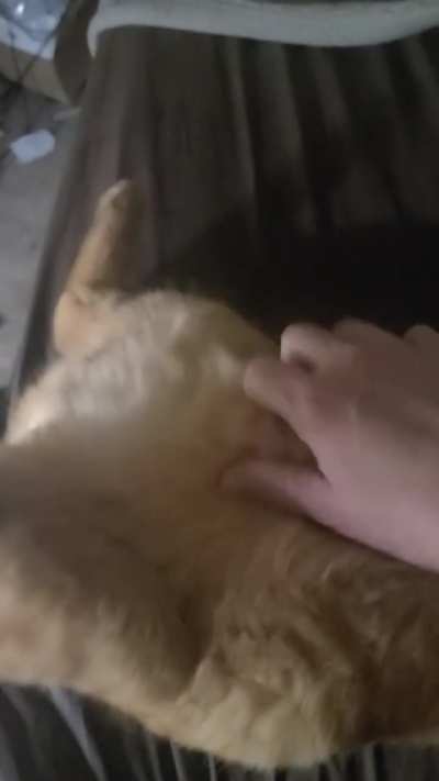 Spryte loving his belly rubs with his legs stretch off the bed