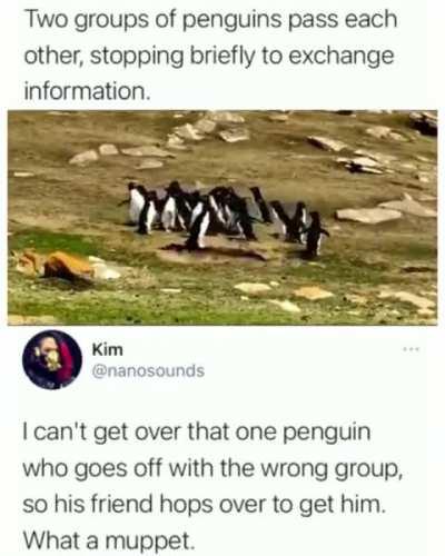 Ah yes Penguins