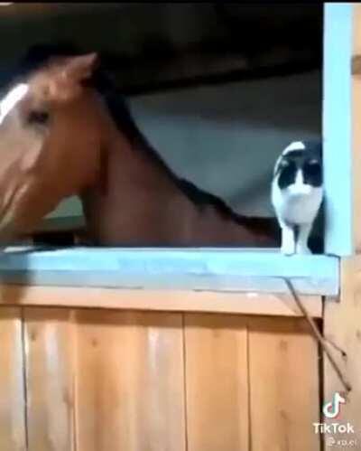 pescocofino - Video #7816