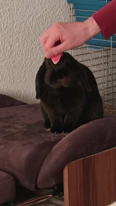 We may found a way to hypnotize Gulasch. Do you think we're safe now??