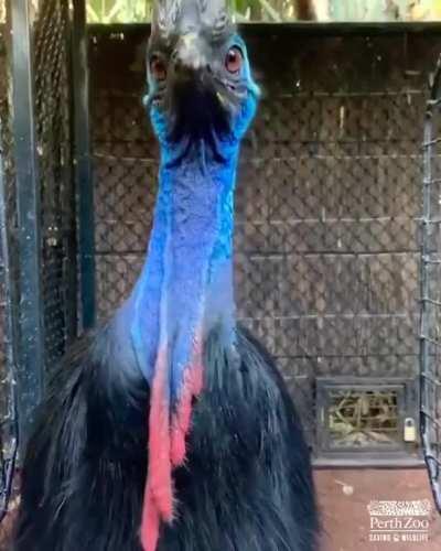 🔥 A Cassowary having a snack 🔥