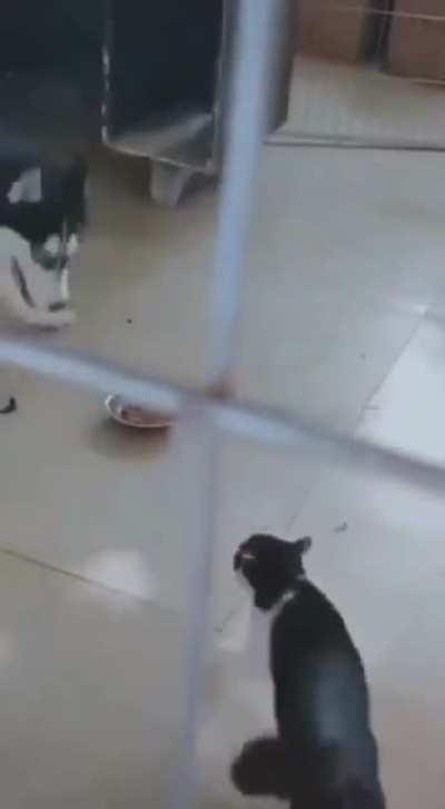 ferocious cat and desperate Husky