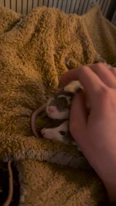 Is he enjoying this or just froze cuz he is terrified of me ?