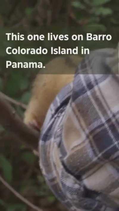 Thanks, I love the Silky Anteater