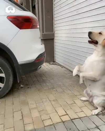 Parking sensor doggo signals how much to take reverse while parking. (Source - Twitter: @naturevirals)