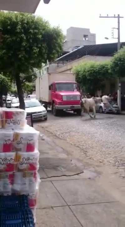 Hindu Cow God pissed off today