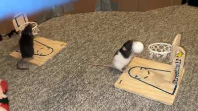 Jellybean (black) and Toast (black and white) playing vs basketball together!