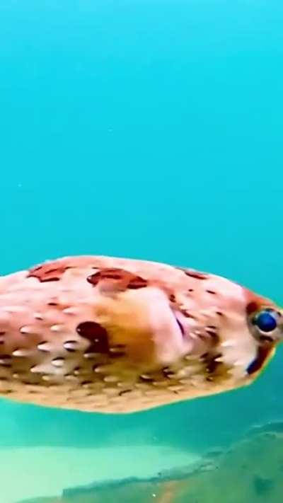 LongSpine Porcupinefish of Cabo San Lucas