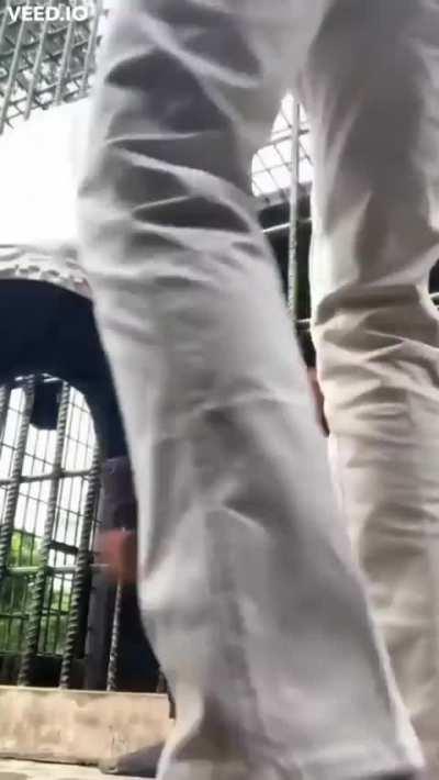 Orangutan Grabbing Man at Zoo