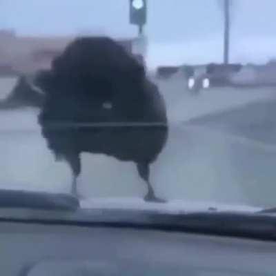 my name is yovani yoryo