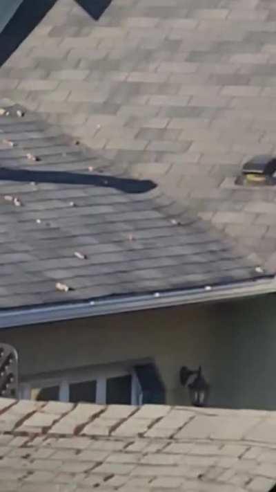 Roof doggo taking a shit