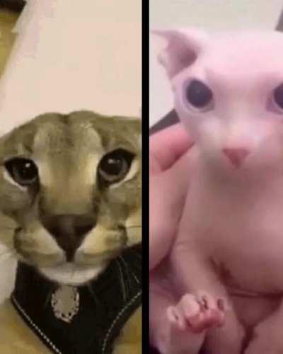 I made a floppa bingus meme