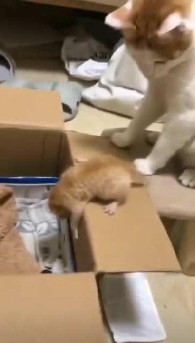 touch tha kitten